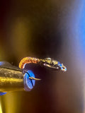 Copper head fly